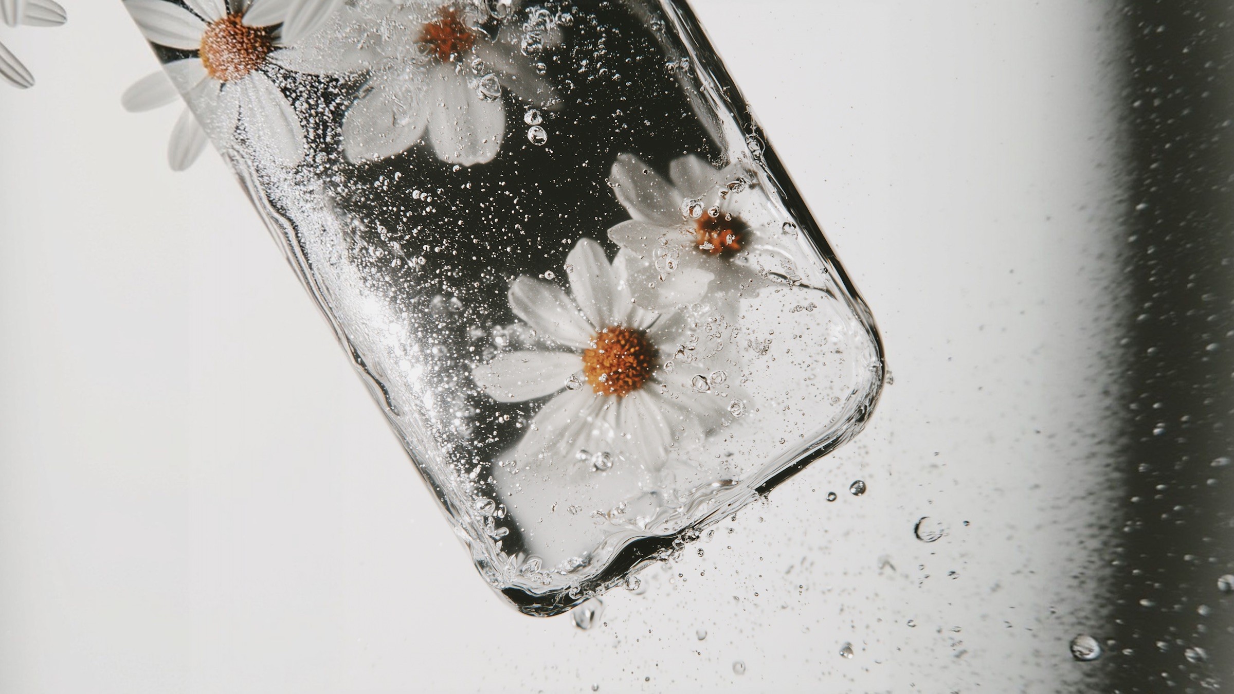 Daisies suspended in water